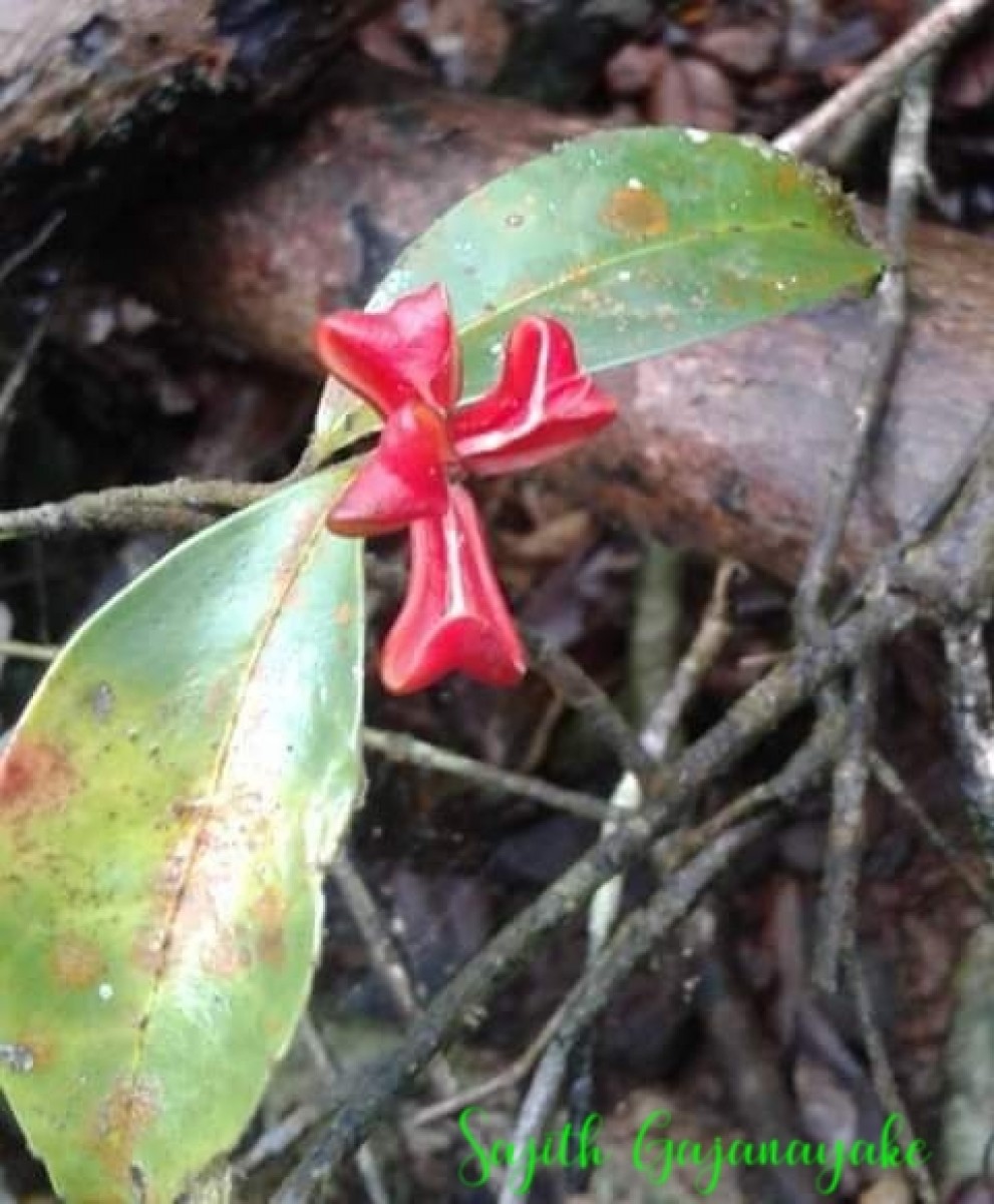 Euonymus walkeri Wight